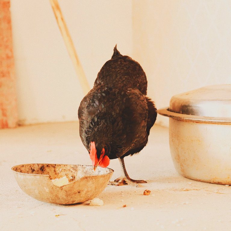 Kadaknath egg  (6pcs)