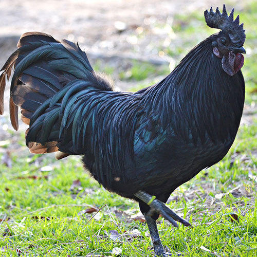 KADAKNATH :Chicken Whole