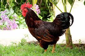 Ideal Kadaknath Ckicken 